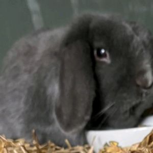 Gevonden: Konijn Konijn – registratienummer 55964