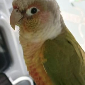 Gevonden: Vogel Parkiet – registratienummer 56150