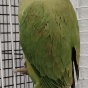 Gevonden: Vogel Halsband parkiet  – registratienummer 56967