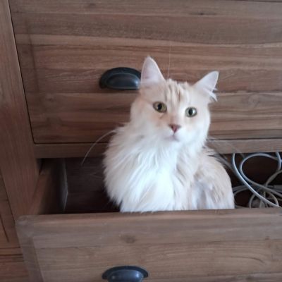 Vermist: Kat Europese Korthaar – registratienummer 54243