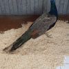 Gevonden: Vogel Pauw – registratienummer 54450