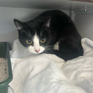 Gevonden: Kat Europese Korthaar – registratienummer 53644