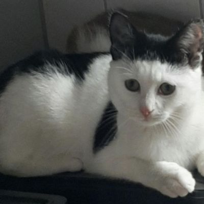 Vermist: Kat Europese Korthaar – registratienummer 53353