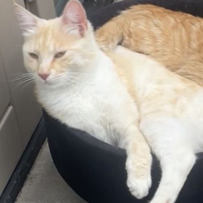 Vermist: Kat Europese Korthaar – registratienummer 56073