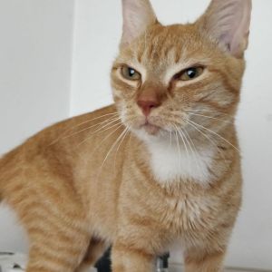 Gevonden: Kat Europese Korthaar *Zichtmelding* – registratienummer 55455