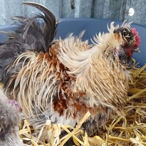 Gevonden: Vogel 2x Haan  – registratienummer 5696263