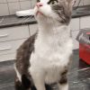 Gevonden: Kat Europese Korthaar – registratienummer 54267
