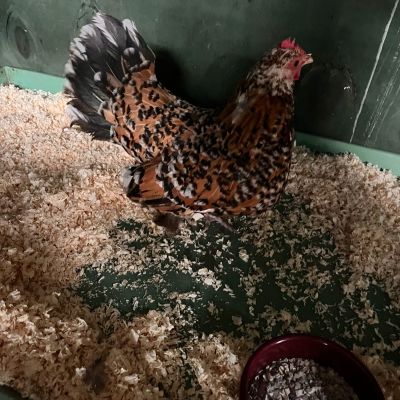 Gevonden: Vogel Kip – registratienummer 56160