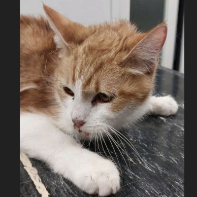 Gevonden: Kat Europese Korthaar – registratienummer 53623