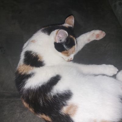 Vermist: Kat Europese Korthaar – registratienummer 53747