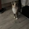 Gevonden: Kat Europese Korthaar *Zichtmelding* – registratienummer 54459