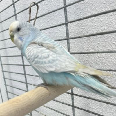 Gevonden: Vogel Parkiet  – registratienummer 54726