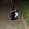 Gevonden: Kat Europese Korthaar, Telefoonbandje – registratienummer 53366