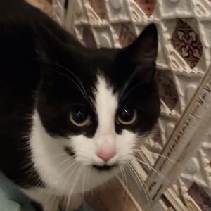 Gevonden: Kat Europese Korthaar – registratienummer 00000