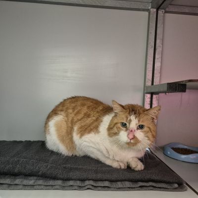 Gevonden: Kat Europese Korthaar – registratienummer 53402