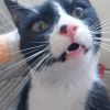 Gevonden: Kat Europese Korthaar – registratienummer 53655