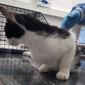 Gevonden: Kat Europese Korthaar – registratienummer 54287
