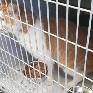 Gevonden: Kat Europese Korthaar – registratienummer 55605