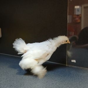 Gevonden: Vogel Kuikens (kip) – registratienummer 892893894