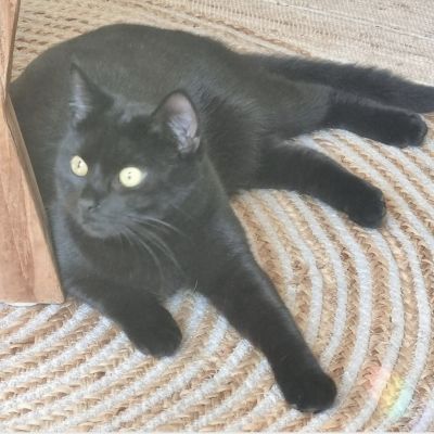 Vermist: Kat Europese Korthaar – registratienummer 53426