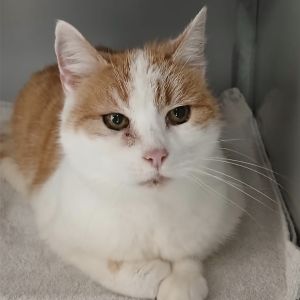 Gevonden: Kat Europese Korthaar – registratienummer 56677