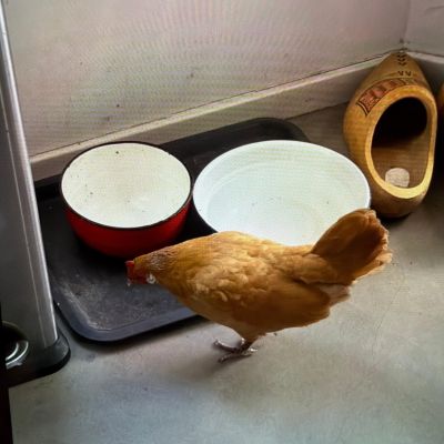 Vermist: Vogel Krielkip – registratienummer 56815