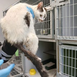 Gevonden: Kat Europese Korthaar – registratienummer 56518