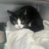 Gevonden: Kat Europese Korthaar – registratienummer 53644