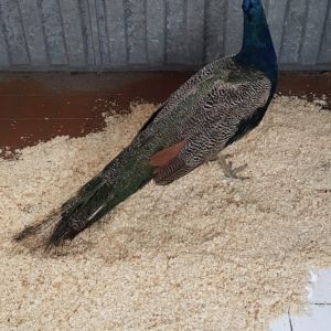 Gevonden: Vogel Pauw – registratienummer 54450