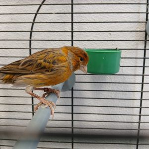 Gevonden: Vogel kanarie – registratienummer 56071