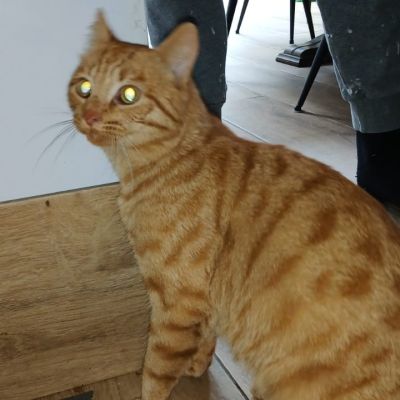 Gevonden: Kat Europese Korthaar *Zichtmelding* – registratienummer 56095