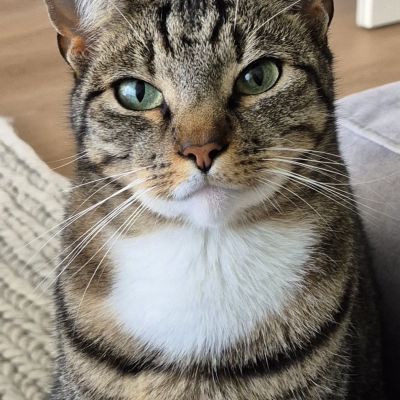 Vermist: Kat Europese Korthaar – registratienummer 53536