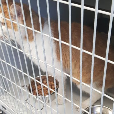 Gevonden: Kat Europese Korthaar – registratienummer 55605