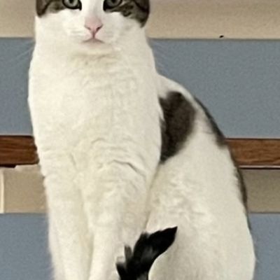 Vermist: Kat Europese Korthaar – registratienummer 56632