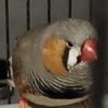 Gevonden: Vogel Zeebravink – registratienummer 53780
