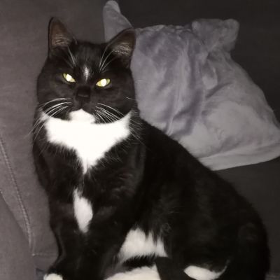 Vermist: Kat Europese Korthaar – registratienummer 55003