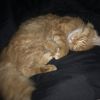 Gevonden: Kat Europese Korthaar – registratienummer 53196