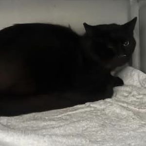 Gevonden: Kat Europese Korthaar – registratienummer 55436