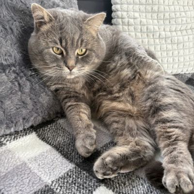 Vermist: Kat Europese Korthaar – registratienummer 57015