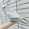 Gevonden: Vogel Parkiet  – registratienummer 54726