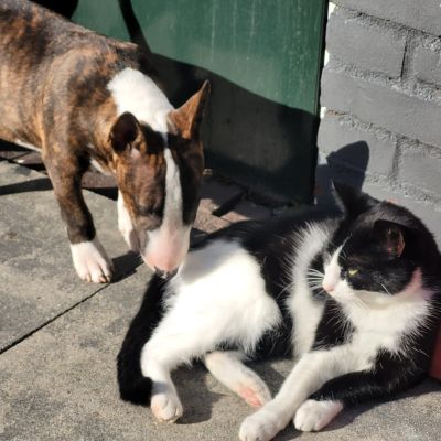 Vermist: Kat Europese Korthaar – registratienummer 53830