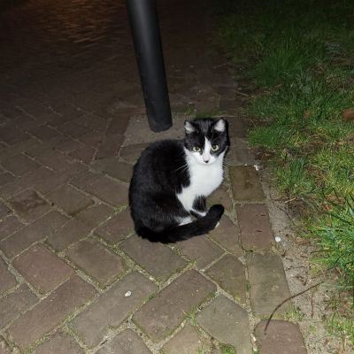 Gevonden: Kat Europese Korthaar, Telefoonbandje – registratienummer 53366