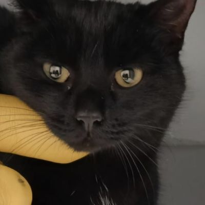 Gevonden: Kat Europese Korthaar – registratienummer 56427