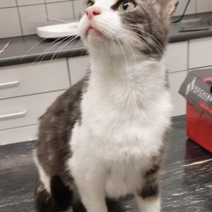 Gevonden: Kat Europese Korthaar – registratienummer 54267