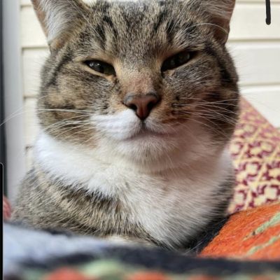 Vermist: Kat Europese Korthaar – registratienummer 56022