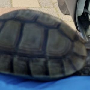 Gevonden: Reptiel Schildpad  – registratienummer 53801