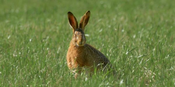 Waarschuwing voor konijnenvirus in Aagtenpark