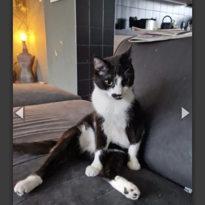 Vermist: Kat Europese Korthaar – registratienummer 56860