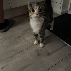 Gevonden: Kat Europese Korthaar *Zichtmelding* – registratienummer 54459