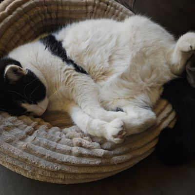 Vermist: Kat Europese Korthaar – registratienummer 53155